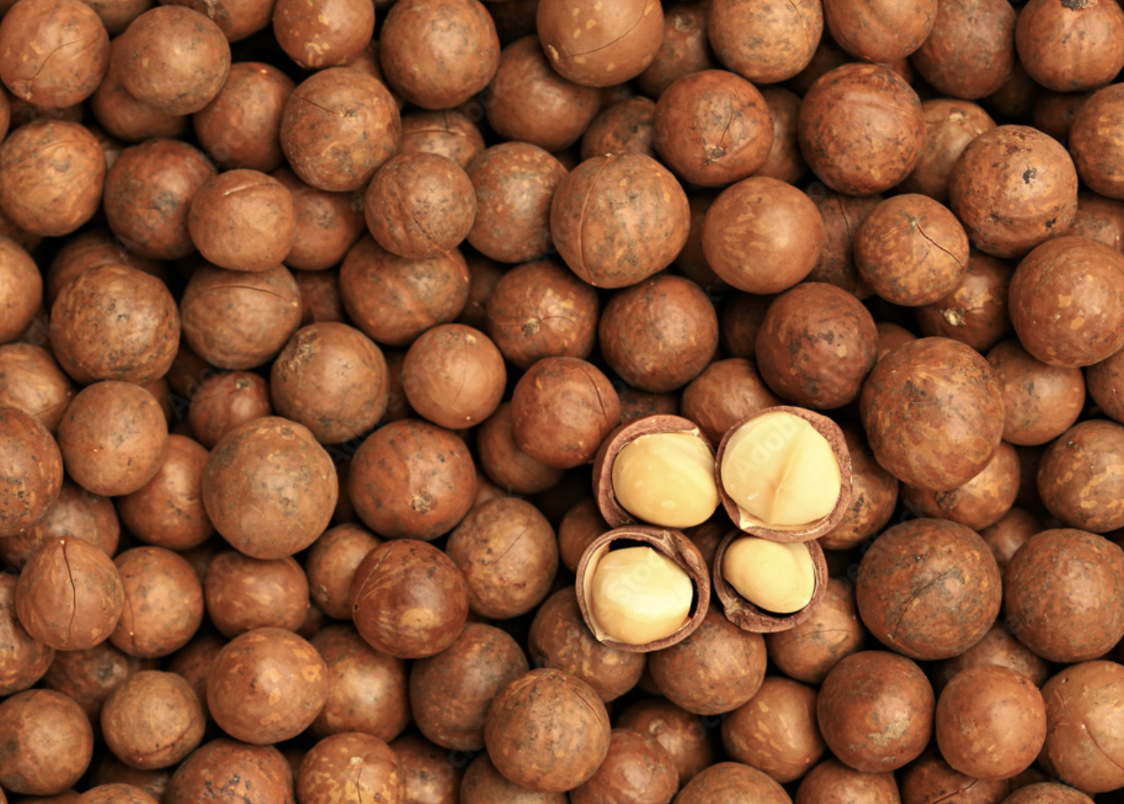 Nut-in-shell macadamia